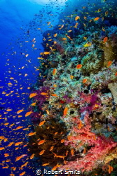 Did you know that the Red Sea is also called "The Cradle ... by Robert Smits 